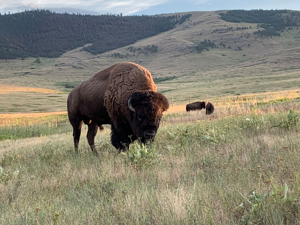 Close-up view of a bison at CSKT Bison Range in Montana on the Flathead Reservation
