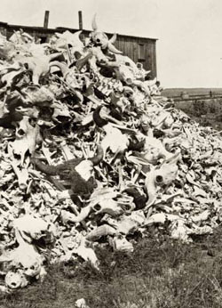 Buffalo Bones